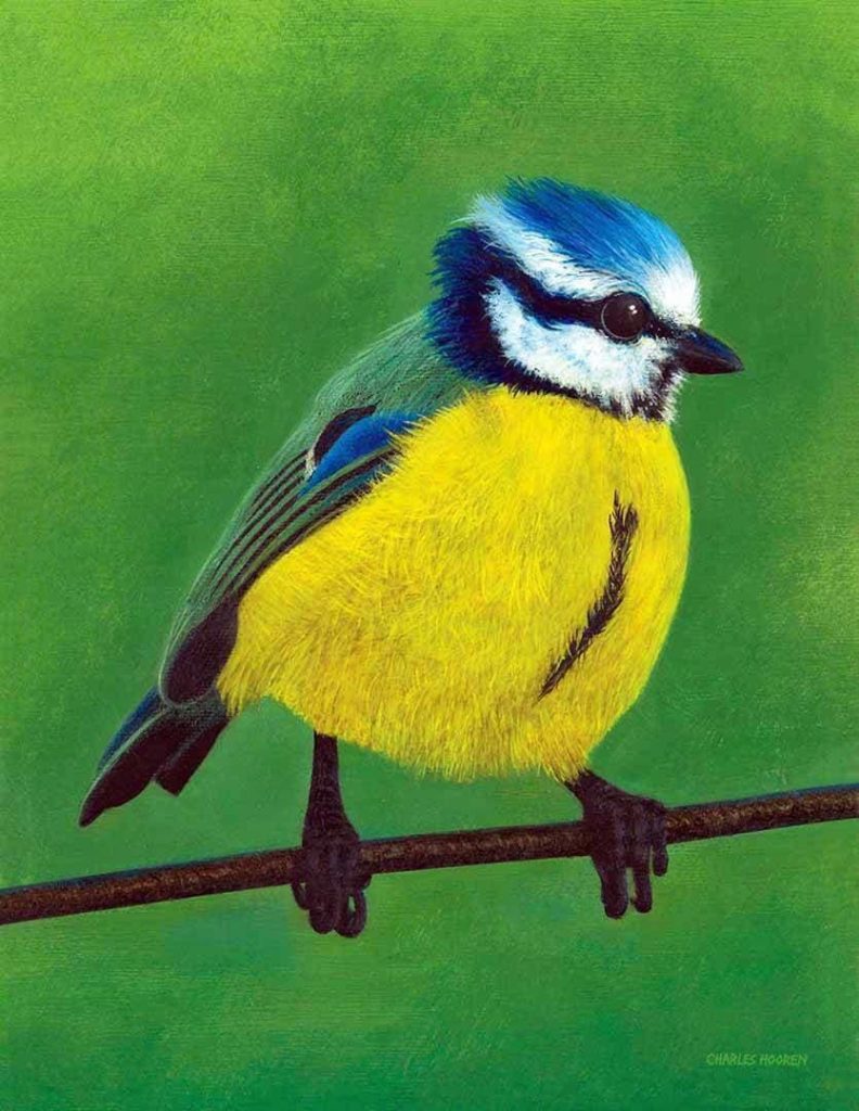 Painting of Blue Tit bird