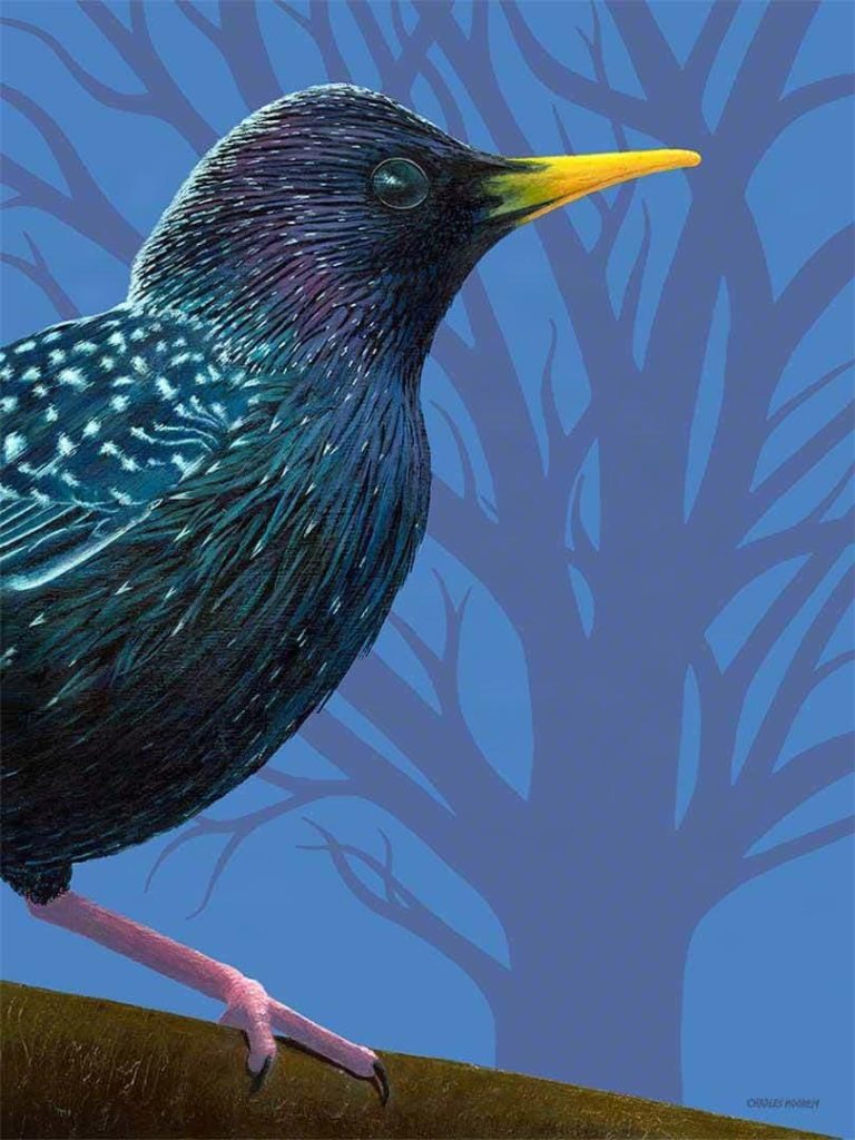 Painting of a Starling bird