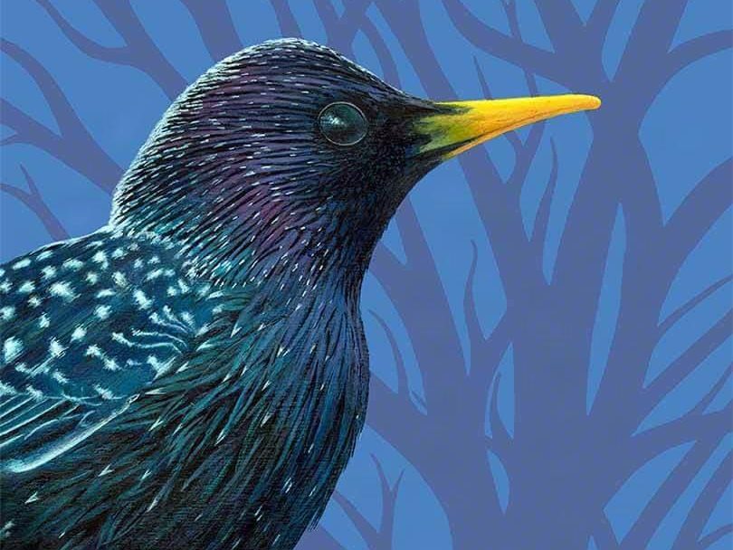Painting of a Starling bird