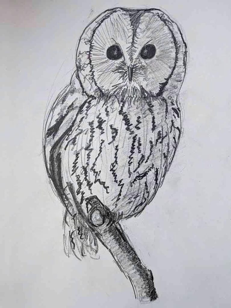 Drawing of a Tawny Owl